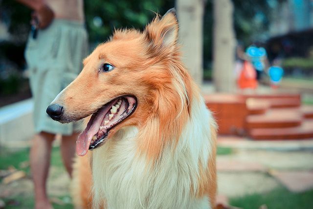año chino del perro de tierra por luna dominante